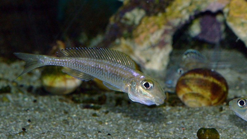Asprotilapia leptura